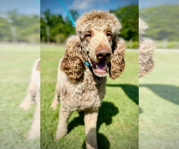 Medium Photo #1 Poodle (Standard) Puppy For Sale in Pacolet, SC, USA