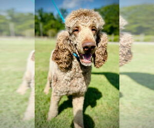 Poodle (Standard) Dogs for adoption in Pacolet, SC, USA