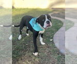 Small #3 Bull-Boxer
