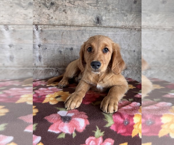 Medium Photo #6 Golden Retriever Puppy For Sale in VERMONTVILLE, MI, USA