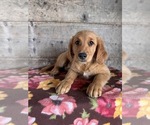 Small #5 Golden Retriever