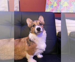 Pembroke Welsh Corgi Puppy for sale in BREMEN, MN, USA