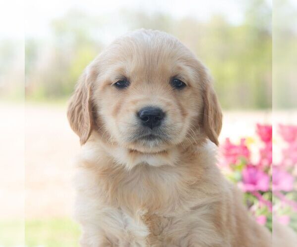 Medium Photo #1 Golden Retriever Puppy For Sale in NEWPORT, PA, USA