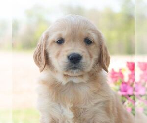 Golden Retriever Puppy for sale in NEWPORT, PA, USA
