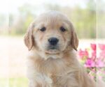 Small Golden Retriever