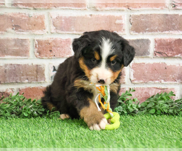 Medium Photo #14 Bernese Mountain Dog Puppy For Sale in SYRACUSE, IN, USA