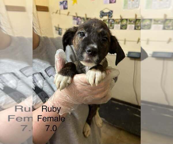 Medium Photo #1 Australian Shepherd-Boxer Mix Puppy For Sale in Aurora, IN, USA