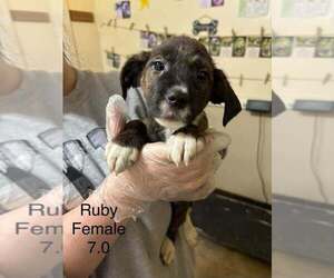 Australian Shepherd-Boxer Mix Dogs for adoption in Aurora, IN, USA