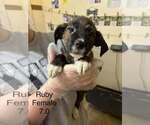 Johnson Rs : Ruby - Female Australian Shepherd-Boxer Mix Dog for Adoption - Small photo