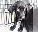 Small #1 Labrador Retriever