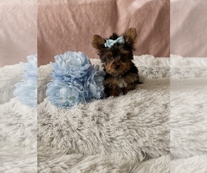 Yorkshire Terrier Puppy for sale in AURORA, OH, USA