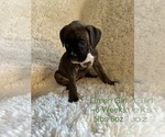 Puppy Green Girl Boxer