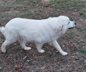 Mother of the Great Pyrenees puppies born on 02/10/2026