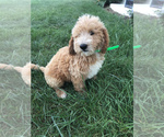 Small Photo #10 Labradoodle-Poodle (Miniature) Mix Puppy For Sale in BOWLING GREEN, KY, USA