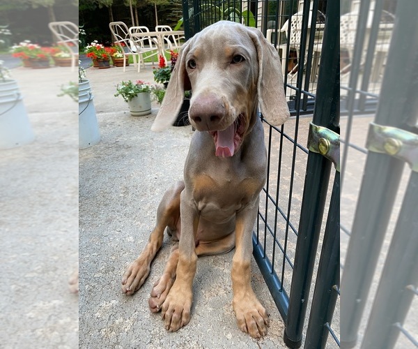 Medium Photo #1 Weimaraner Puppy For Sale in PESHTIGO, WI, USA