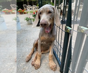Weimaraner Puppy for sale in PESHTIGO, WI, USA
