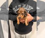 Small Photo #6 Dachshund Puppy For Sale in MORRISVILLE, NC, USA