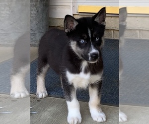 Siberian Husky Puppy for sale in BEAVER, OH, USA