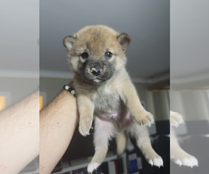 Shiba Inu Puppy for sale in LOS ANGELES, CA, USA