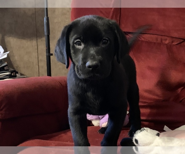 Medium Photo #8 Labrador Retriever Puppy For Sale in SPOTSYLVANIA, VA, USA