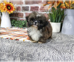 Hayes - Male Shih Tzu Puppy for Sale - Photo #4