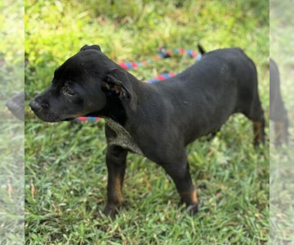 Medium Photo #2 Boxer-Unknown Mix Puppy For Sale in Yardley, PA, USA