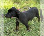 Small #1 Boxer Mix