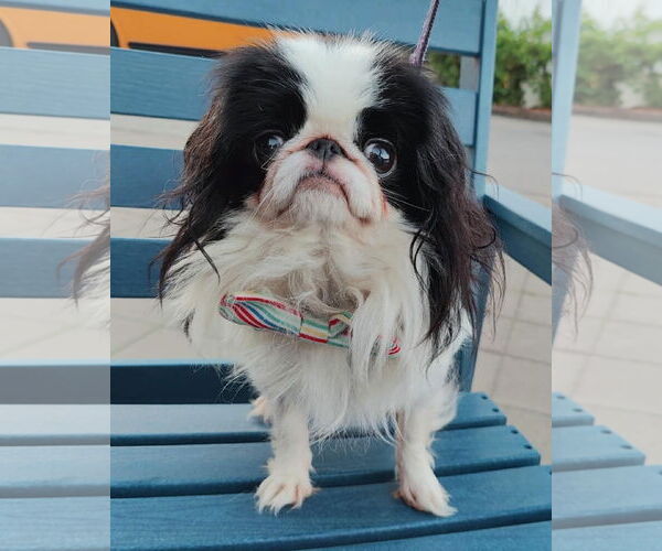 Medium Photo #1 Japanese Chin Puppy For Sale in St. Louis Park, MN, USA