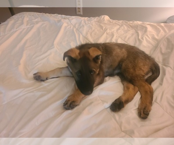 Medium Photo #4 German Shepherd Dog Puppy For Sale in MONTREAL, MO, USA