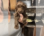 Small Photo #40 Golden Mountain Doodle  Puppy For Sale in REYNOLDSBURG, OH, USA