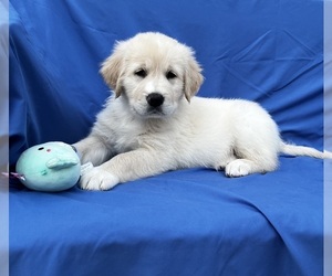 Golden Labrador Puppy for sale in LIVE OAK, FL, USA