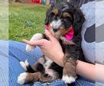 Small #1 Bernedoodle (Miniature)