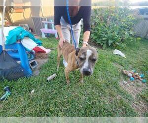 Boxer-Unknown Mix Dogs for adoption in Houston, TX, USA