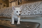 Small Photo #8 Pomsky Puppy For Sale in DRACUT, MA, USA