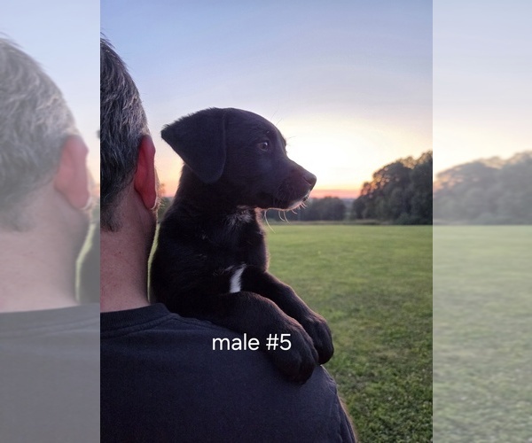 Medium Photo #11 Aussiedor Puppy For Sale in COOPERSTOWN, PA, USA