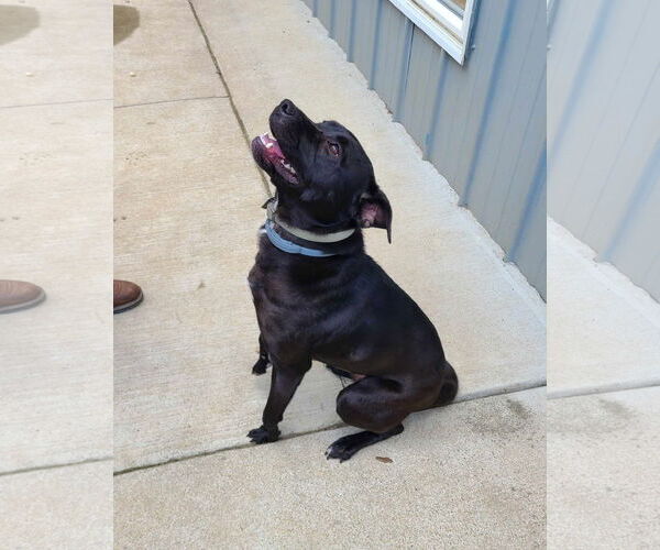 Medium Photo #8 Labrador Retriever-Unknown Mix Puppy For Sale in Woodsfield, OH, USA