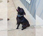 Small #7 Labrador Retriever Mix