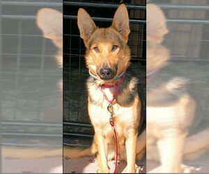 Medium German Shepherd Dog