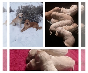 Golden Labrador Puppy for sale in RONAN, MT, USA