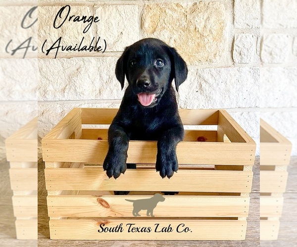 Medium Photo #1 Labrador Retriever Puppy For Sale in SEGUIN, TX, USA