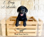 Small Photo #1 Labrador Retriever Puppy For Sale in SEGUIN, TX, USA