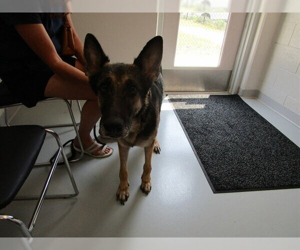 Medium Photo #1 German Shepherd Dog Puppy For Sale in Ocala, FL, USA