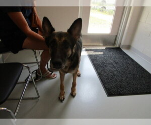 German Shepherd Dog Dogs for adoption in Ocala, FL, USA