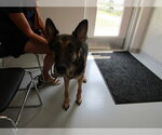 Small German Shepherd Dog