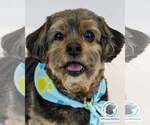 Small #6 Silky Terrier Mix