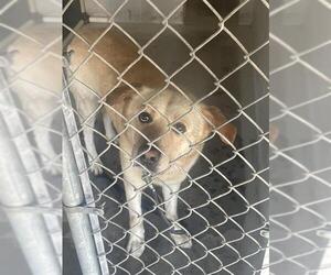 Labrador Retriever-Unknown Mix Dogs for adoption in Rosenberg, TX, USA
