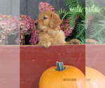 Susie - Female Golden Retriever Puppy for Sale - Photo #2