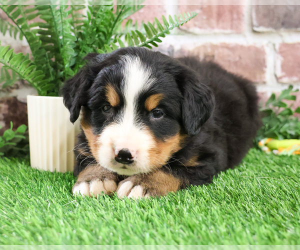 Medium Photo #11 Bernese Mountain Dog Puppy For Sale in SYRACUSE, IN, USA