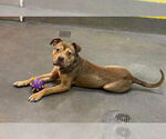 Small #6 American Pit Bull Terrier