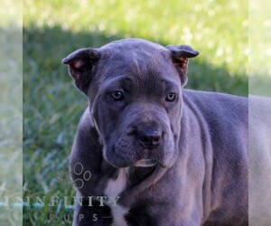 Cane Corso Puppy for sale in EAST EARL, PA, USA